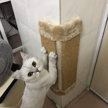 Rascador Esquinas 23X49 Cm - Imagen 3