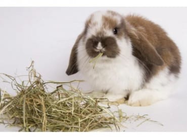 Heno De Avena Box Naturale 2.4k #nfp9378 - Imagen 2