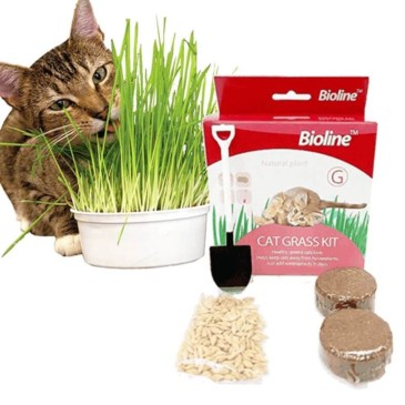 Bioline Pasto Para Gatos 12G MBN #2031 - Imagen 2