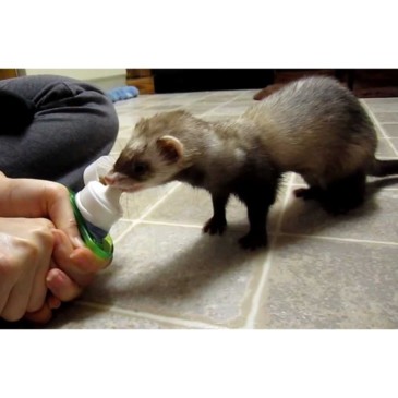 Ferret Lax Marshall Hurones #FS-388 ACW - Imagen 2