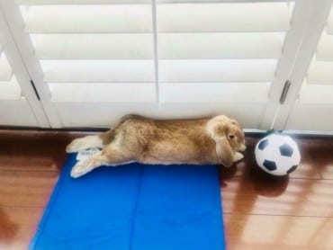 Manta Refrescante Md Pet Cool Mat FYN #61183 - Imagen 2