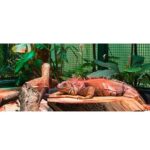 Ampolleta Nomoy Pet UVB 5.0 (Tropical) LVL #ND-09 - Imagen 2