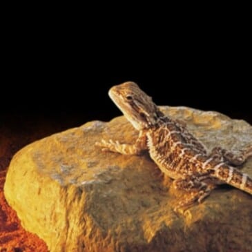 Roca Calefactora para Reptil 8W - Imagen 3