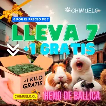 Heno De Ballica Chimuelo 8x7