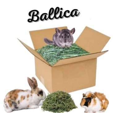 Heno De Ballica Chimuelo 8x7 - Imagen 2