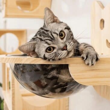 Repisa de Madera Masisa con Copula para gatos MBN #KF8817 - Imagen 2